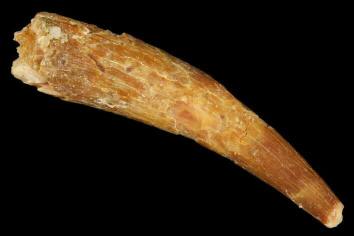 Fossil Pterosaur (Siroccopteryx) Tooth - Morocco #183693